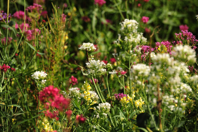 Plants on the Green Bridge