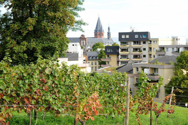 Prominent vineyard, the cathedral in the background