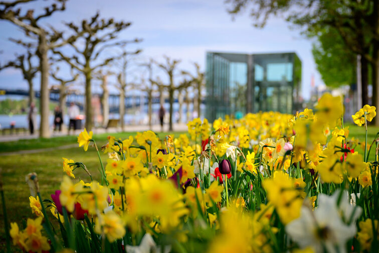 Flower bed on the banks of the Rhine