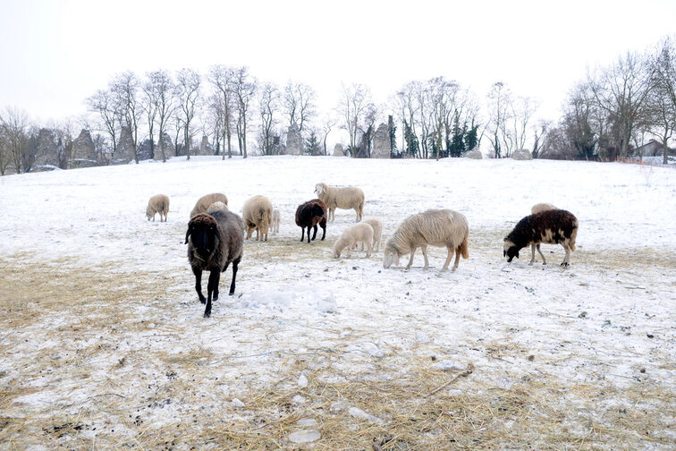 Sheep in the snow near the Roman stones