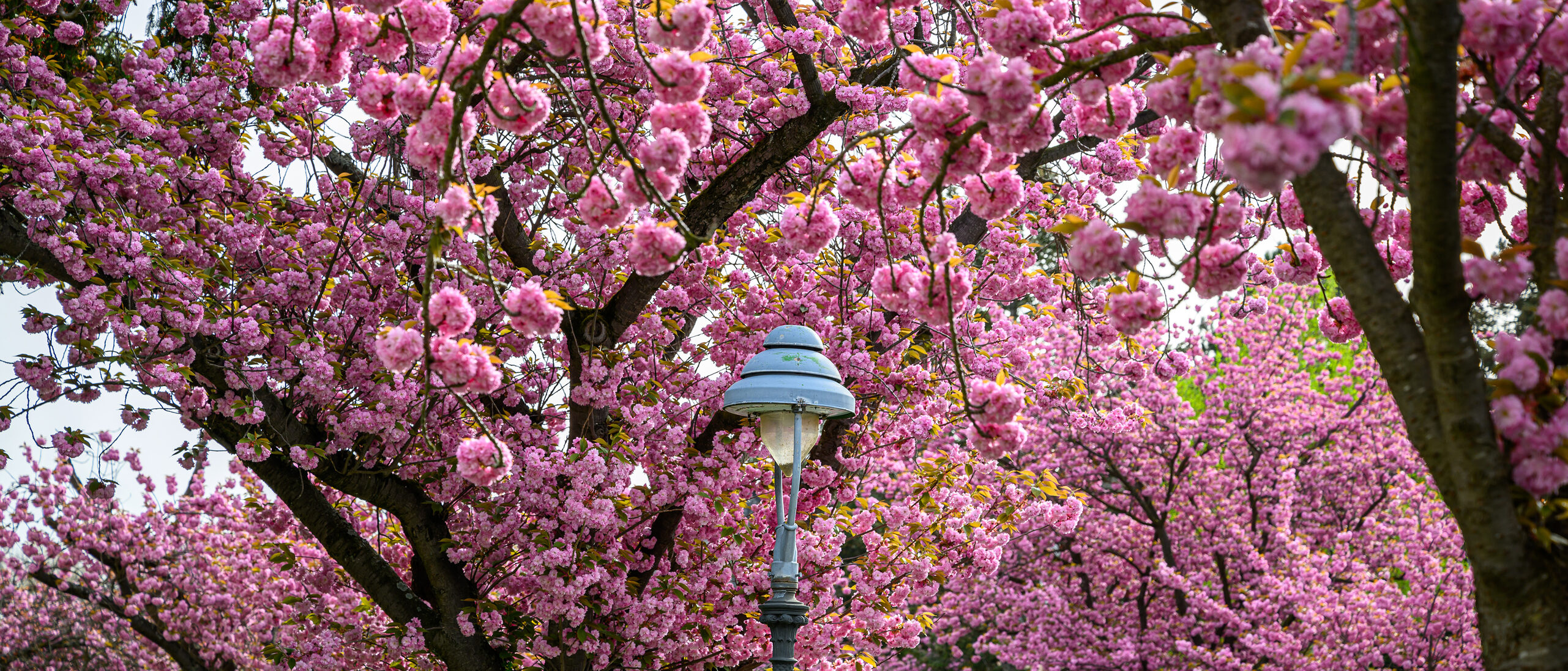 Cherry blossoms on the trees in Ritterstraße in Mainz