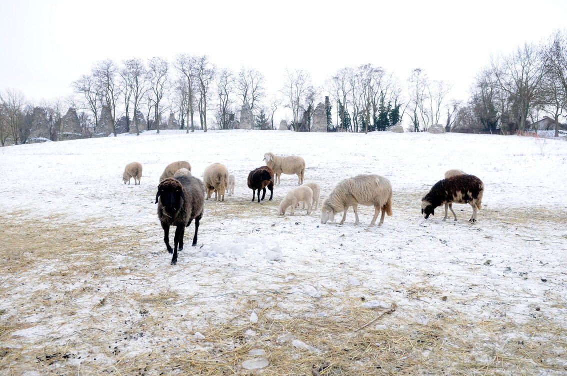Sheep in the snow in front of the Roman stones