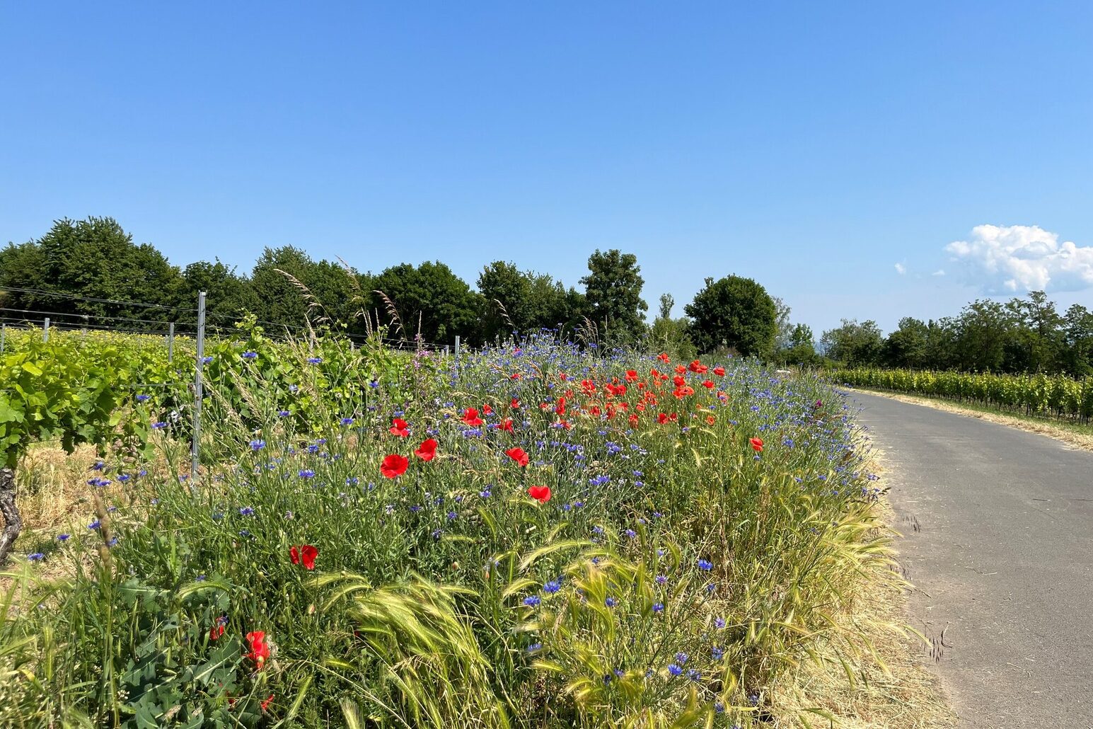 Flowering meadow
