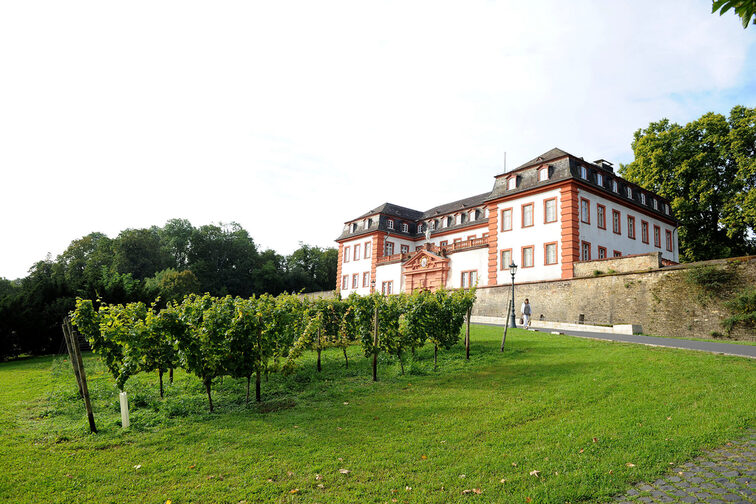 Vineyard in front of the Mainz Citadel