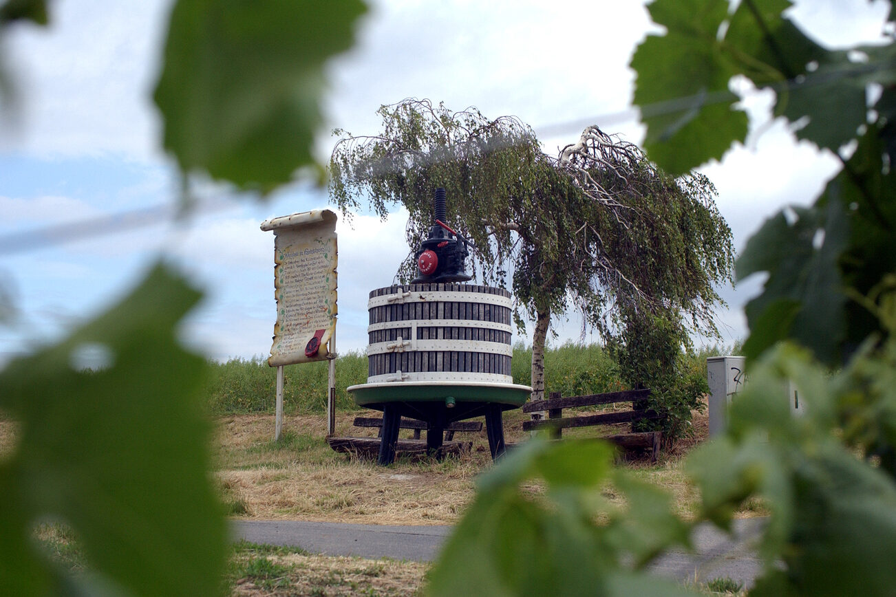 Viñedos en los alrededores de Hechtsheim