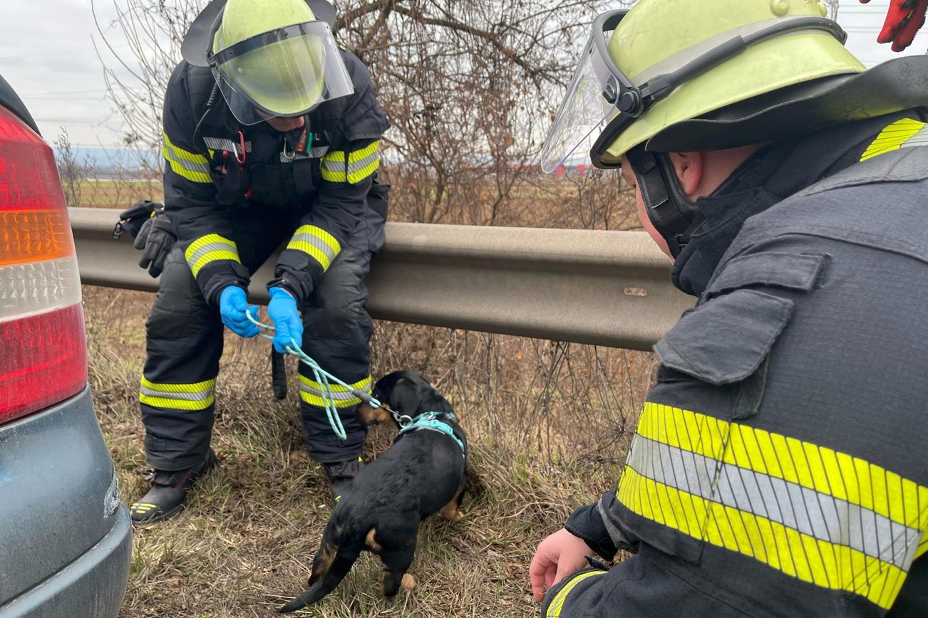 Kräfte der Feuerwehr Mainz kümmern sich um den Welpen "Cosmo".