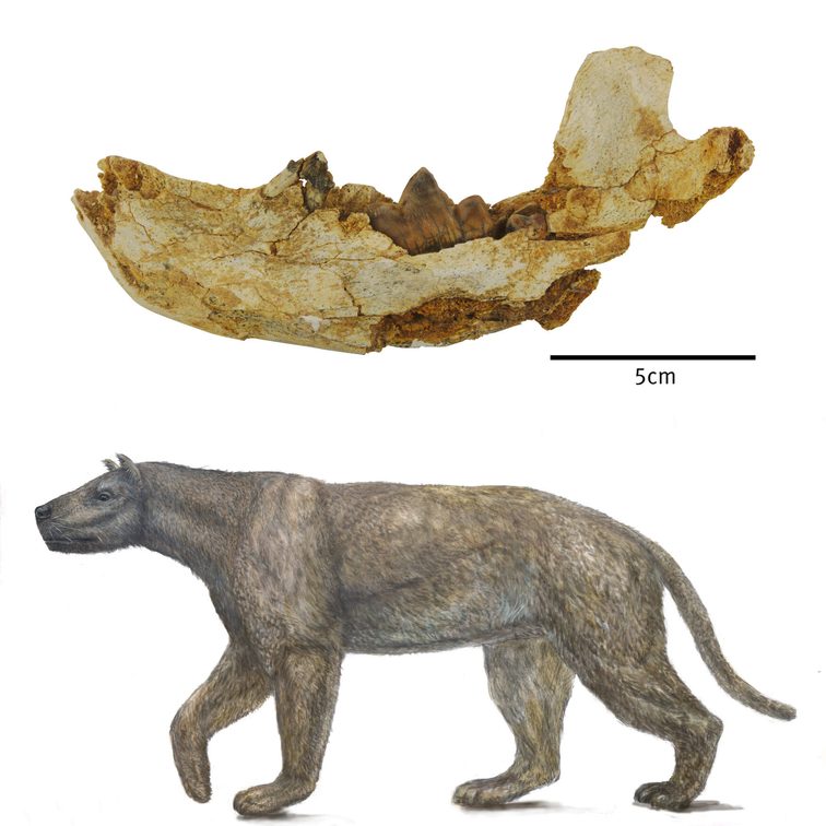 Agnotherium
