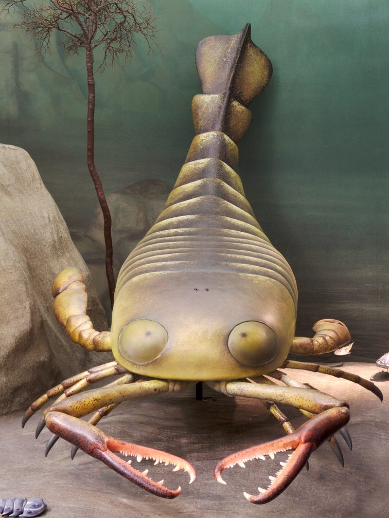 Jaekelopterus