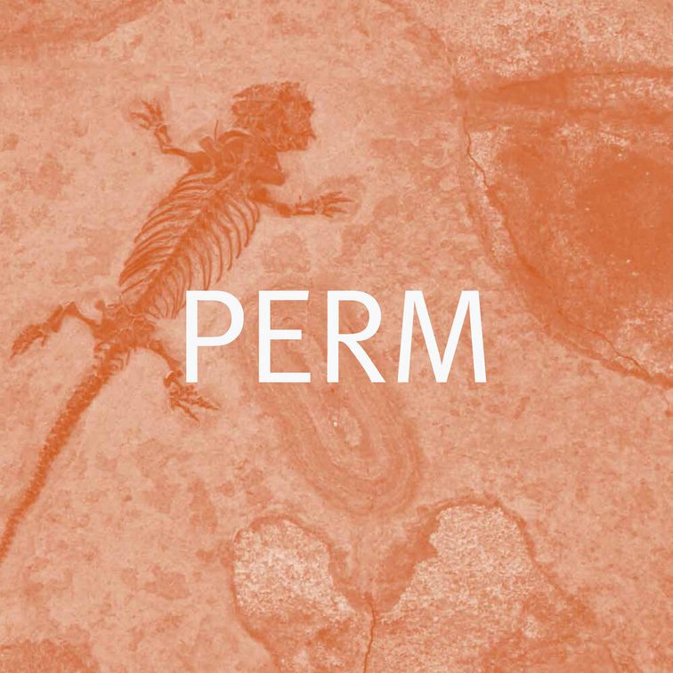 Perm
