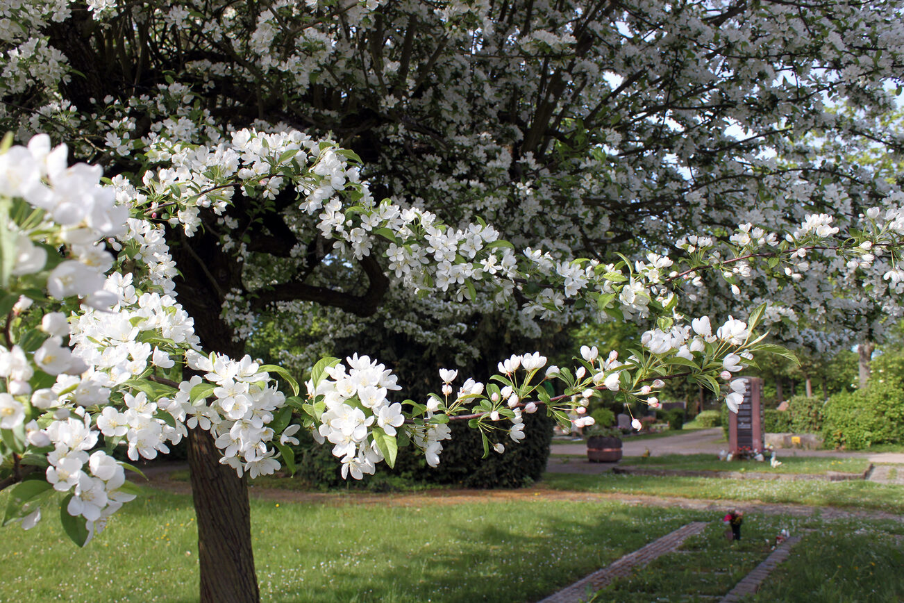 In bloom: the Mainz-West district cemetery in spring.
