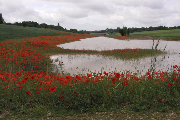 Après la pluie, les coquelicots fleurissent