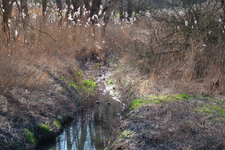 غونسباخ في الخريف