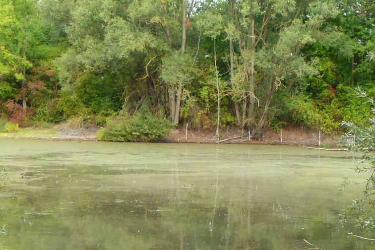 Hechtsheim'daki yağmur suyu tutma havzasında mavi-yeşil algler